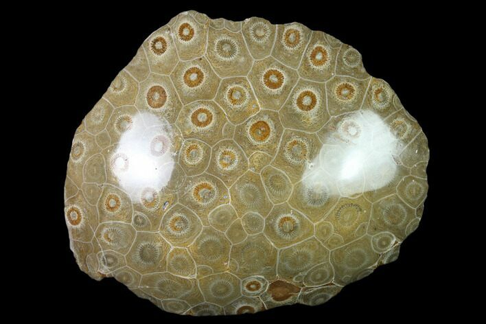 Polished Fossil Coral (Actinocyathus) - Morocco #136301
